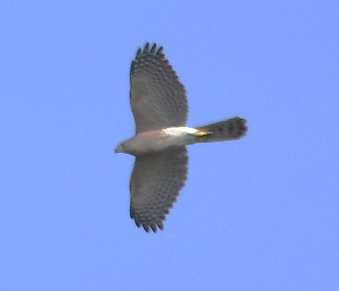 shikrahauk - ML644636904