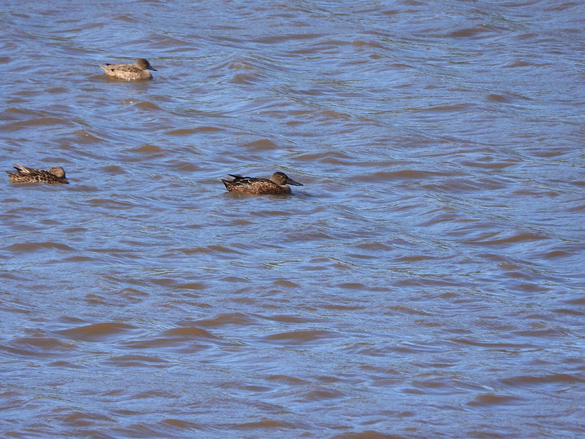 Ahate mokozabal australiarra - ML644636905