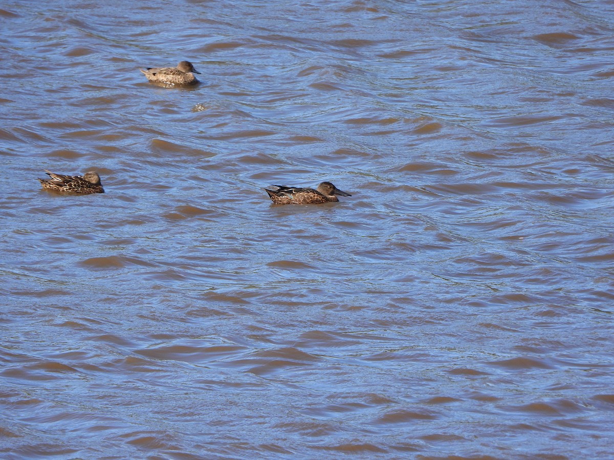 Ahate mokozabal australiarra - ML644636906