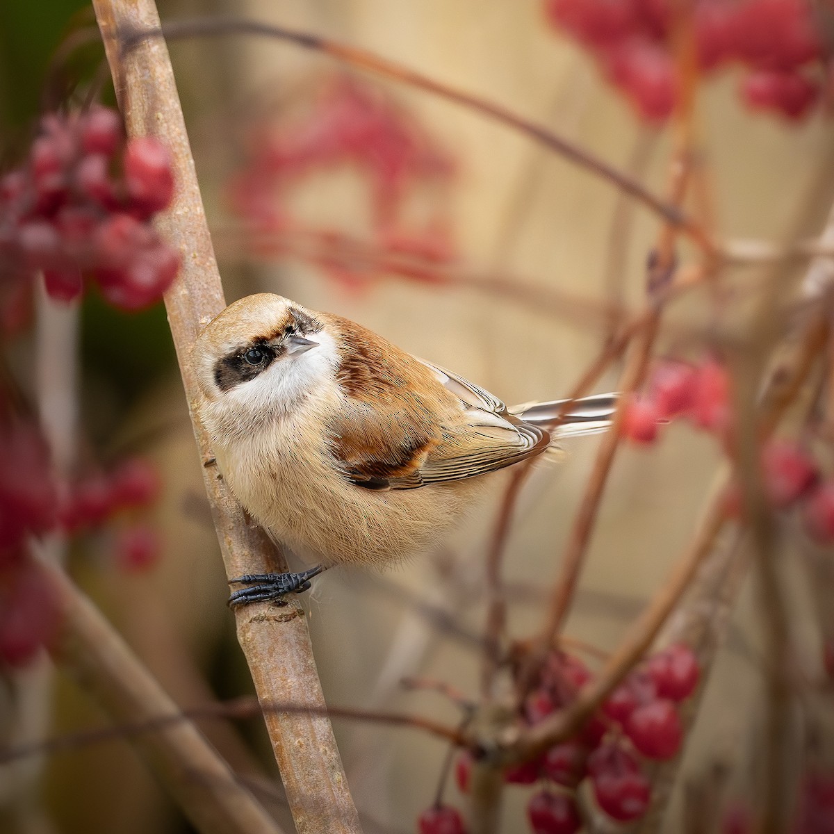 pungmeis - ML644636907