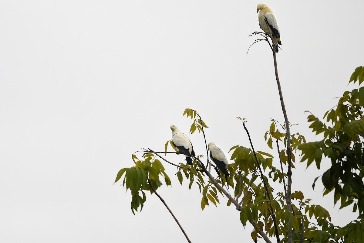 Pied Imperial-Pigeon - ML644636908