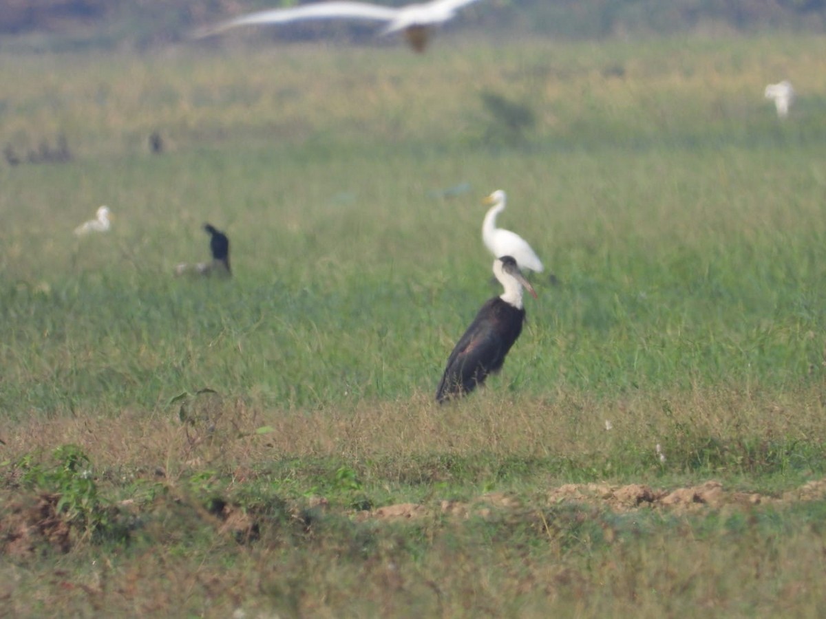 Asian Woolly-necked Stork - ML644636910