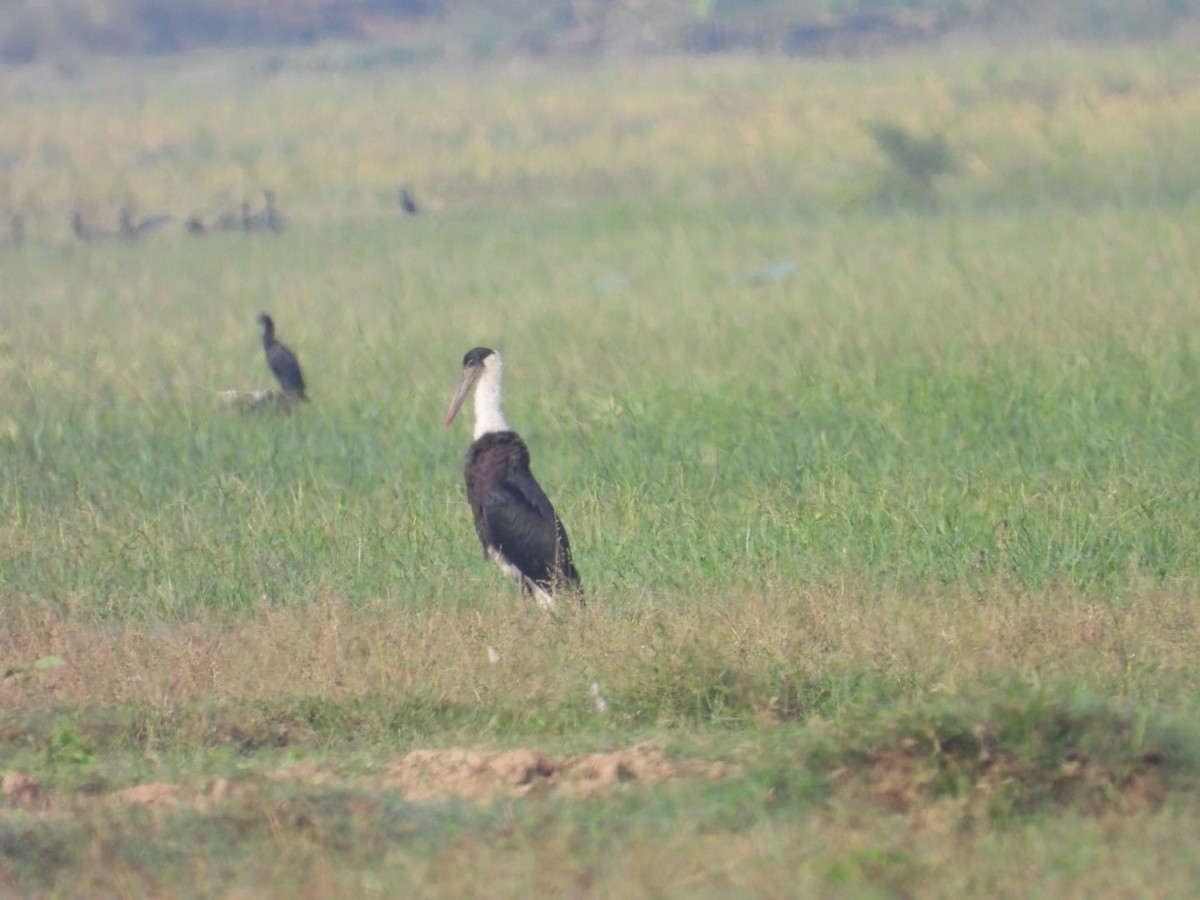 Asian Woolly-necked Stork - ML644636911