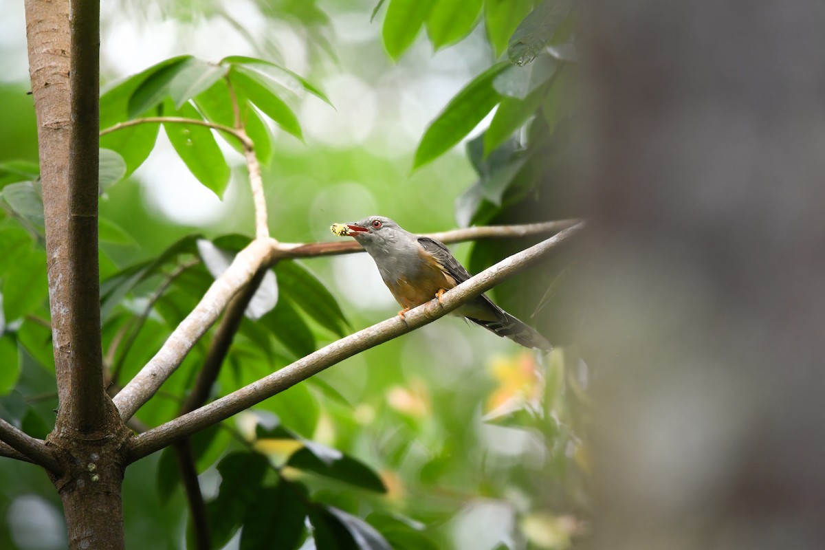 ヒメカッコウ - ML644636918