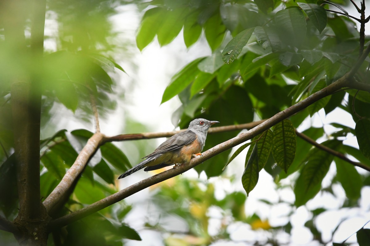 ヒメカッコウ - ML644636919