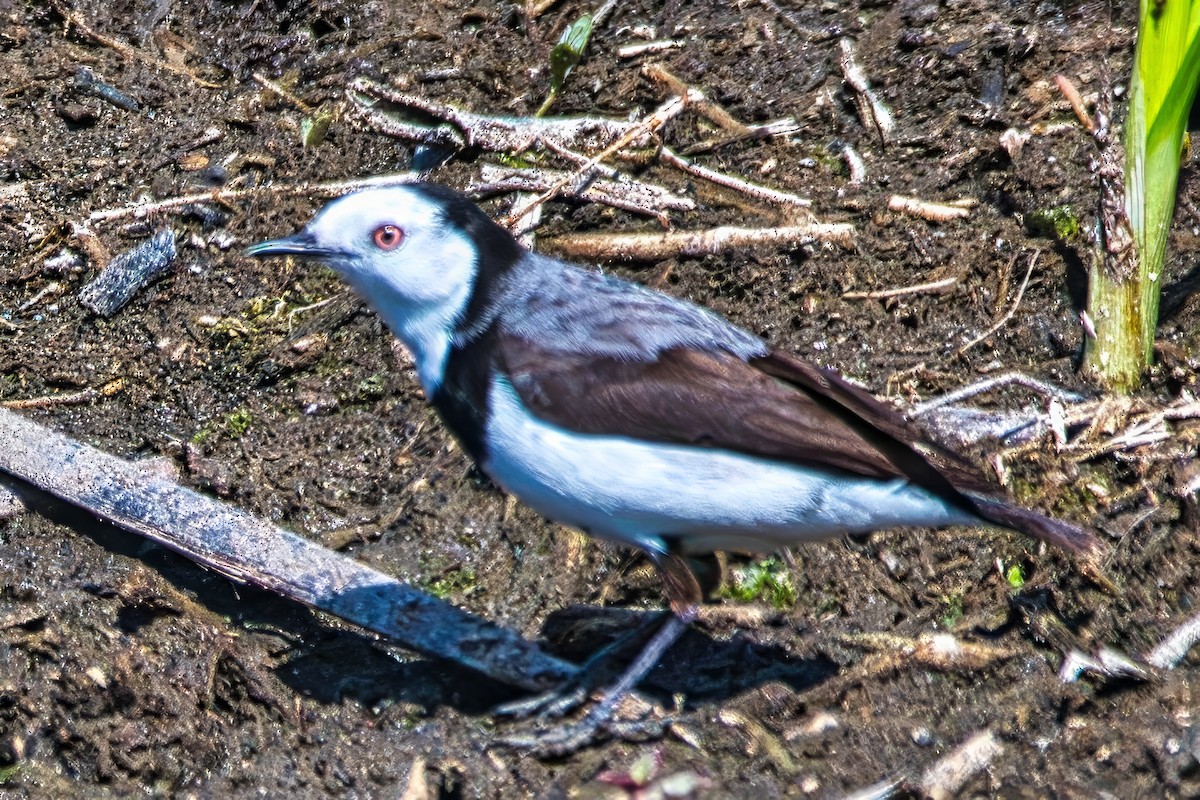 Eptianuro Pío - ML644636929