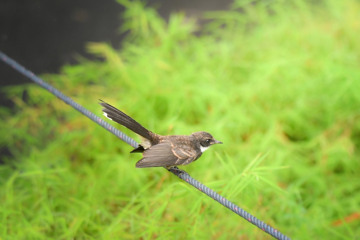 Rhipidure pie - ML644636940