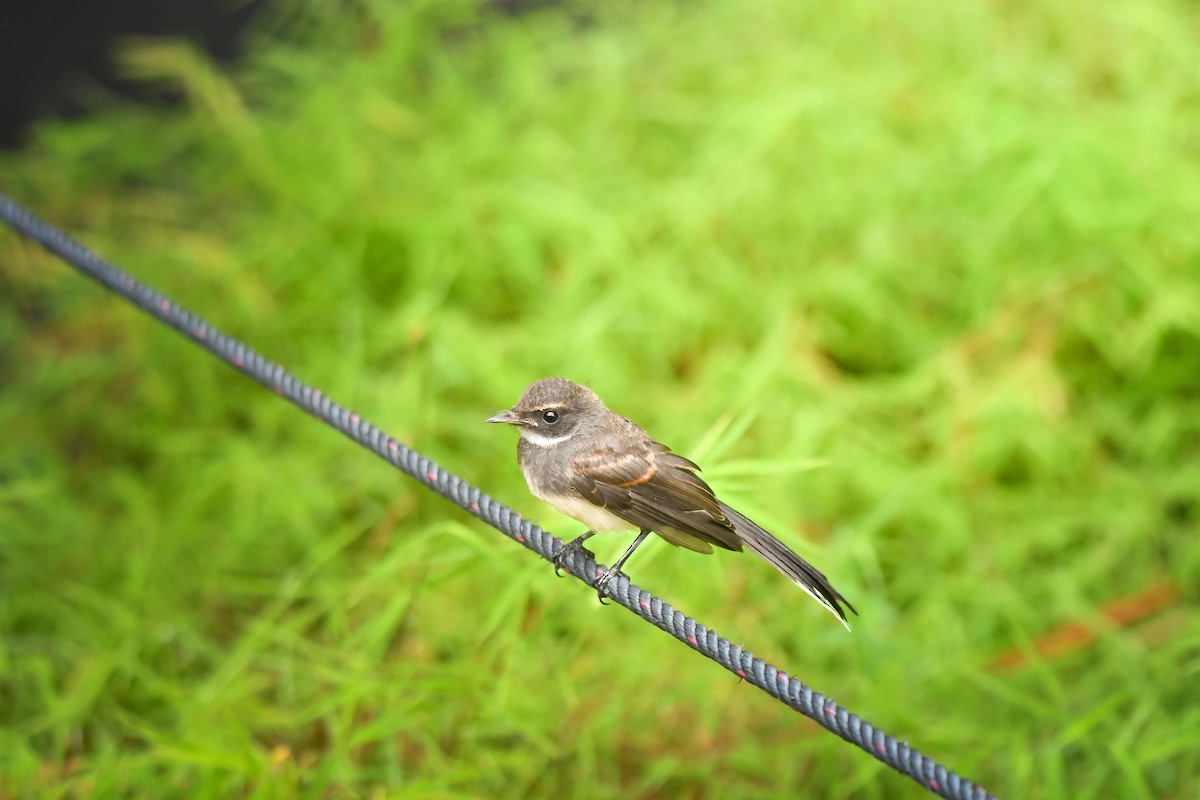 Rhipidure pie - ML644636941