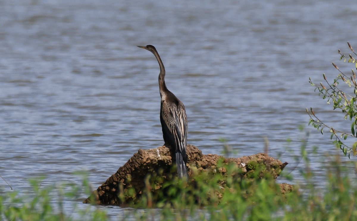 orientslangehals - ML644636944