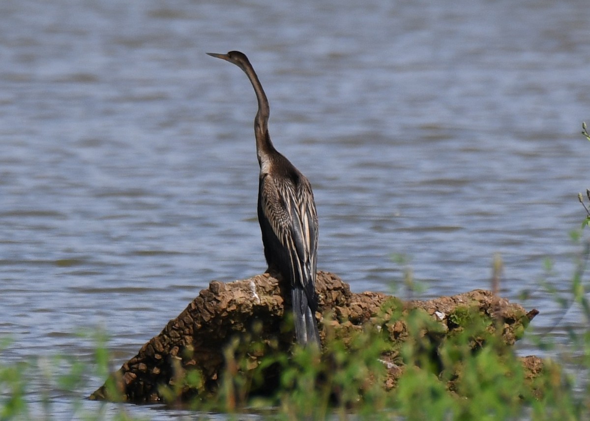 orientslangehals - ML644636947