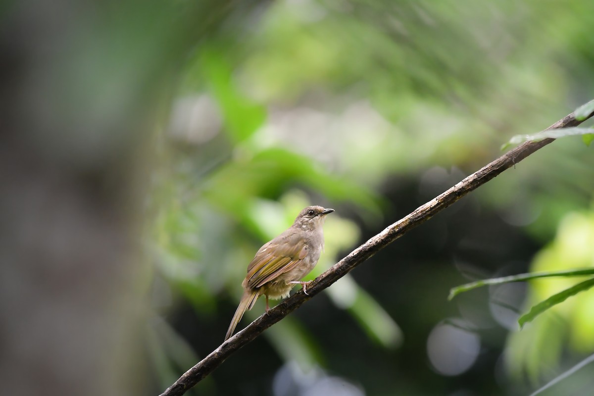 Olive-winged Bulbul - ML644636969