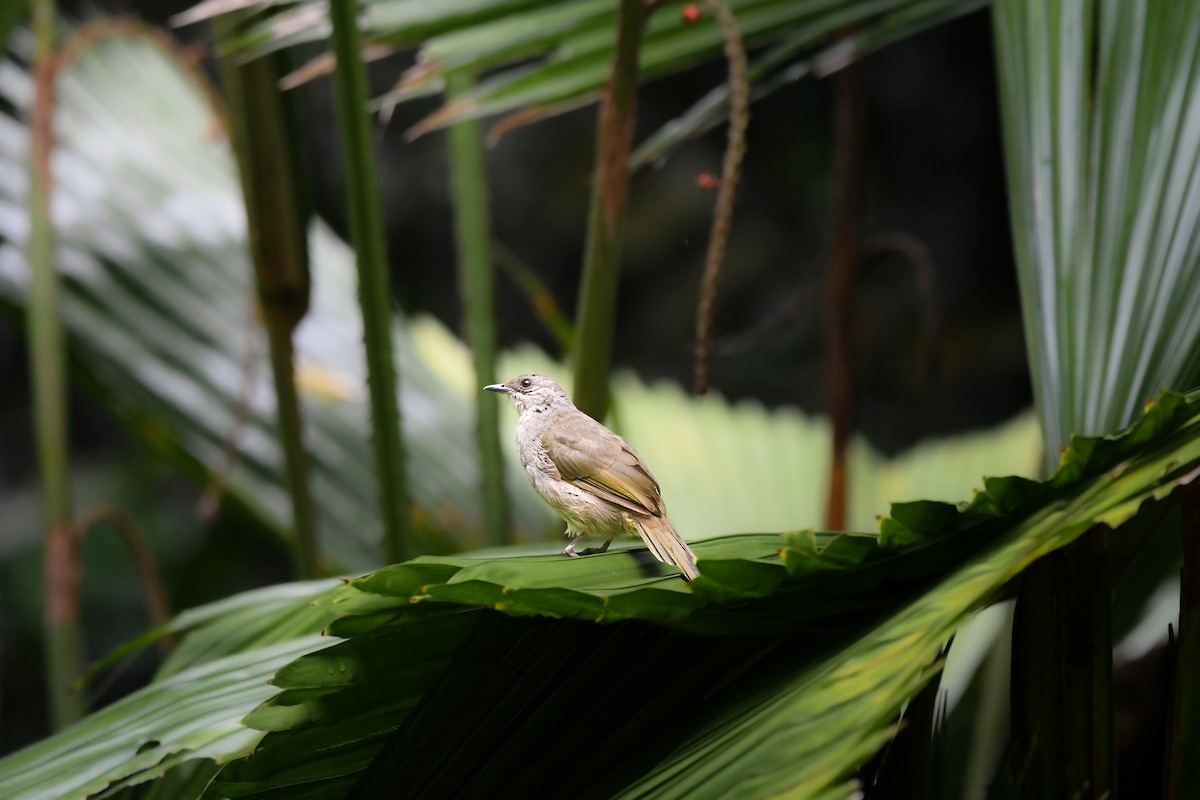 Olive-winged Bulbul - ML644636970