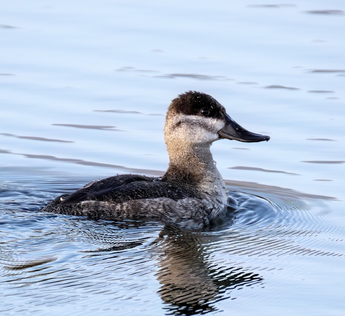 Amerika Dikkuyruğu - ML644636983