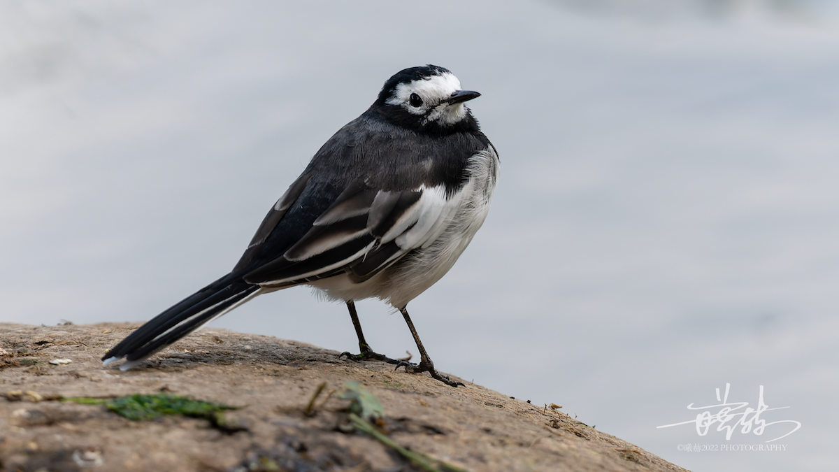 konipas bílý - ML644636984