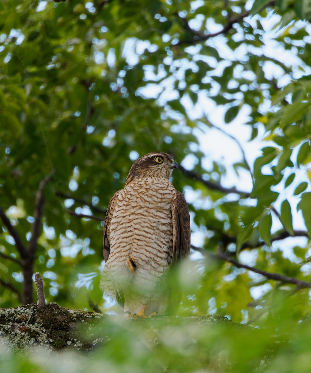 北雀鷹 - ML644636999