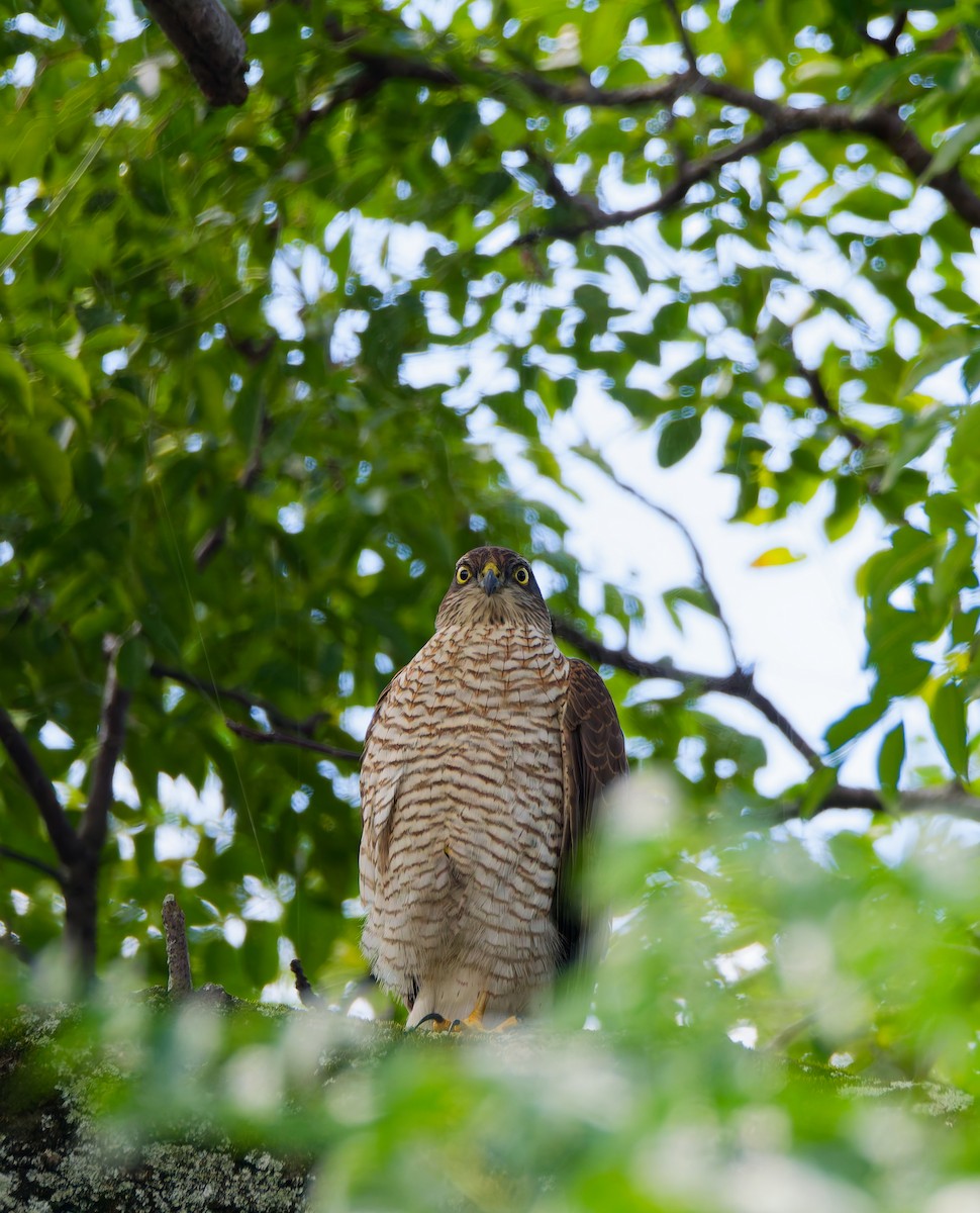 北雀鷹 - ML644637000