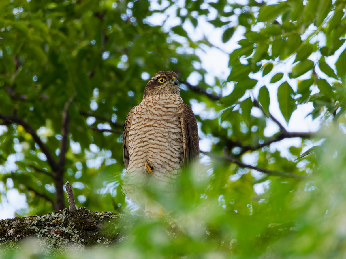 北雀鷹 - ML644637001