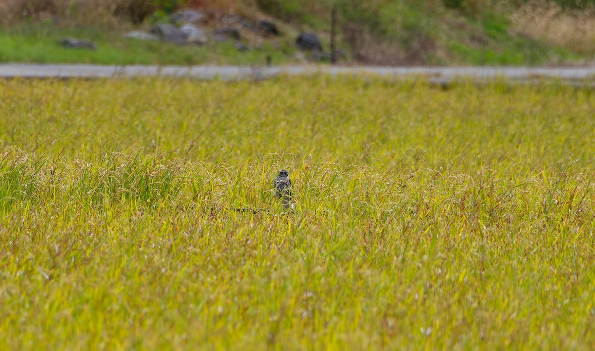 北雀鷹 - ML644637007