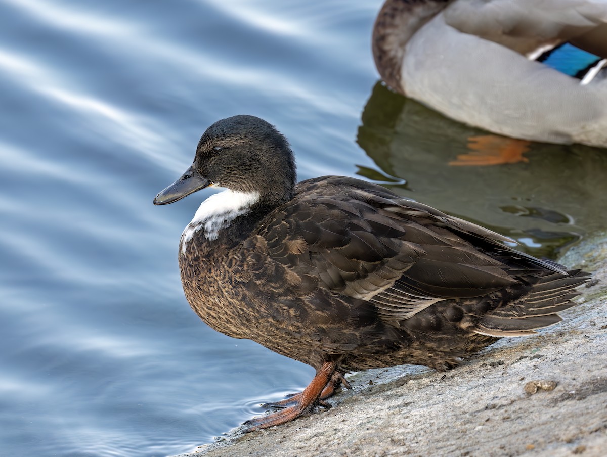 stokkand - ML644637008