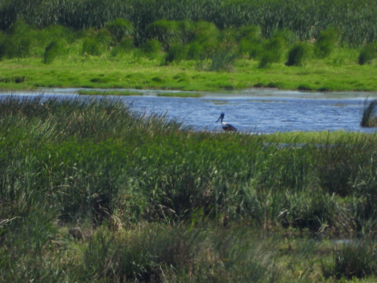 čáp černokrký - ML644637013