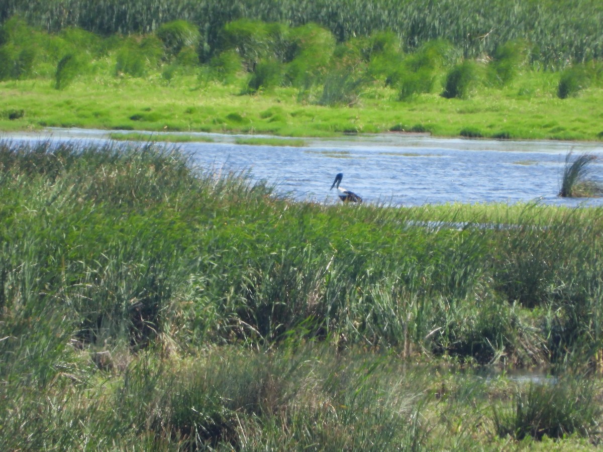 čáp černokrký - ML644637014