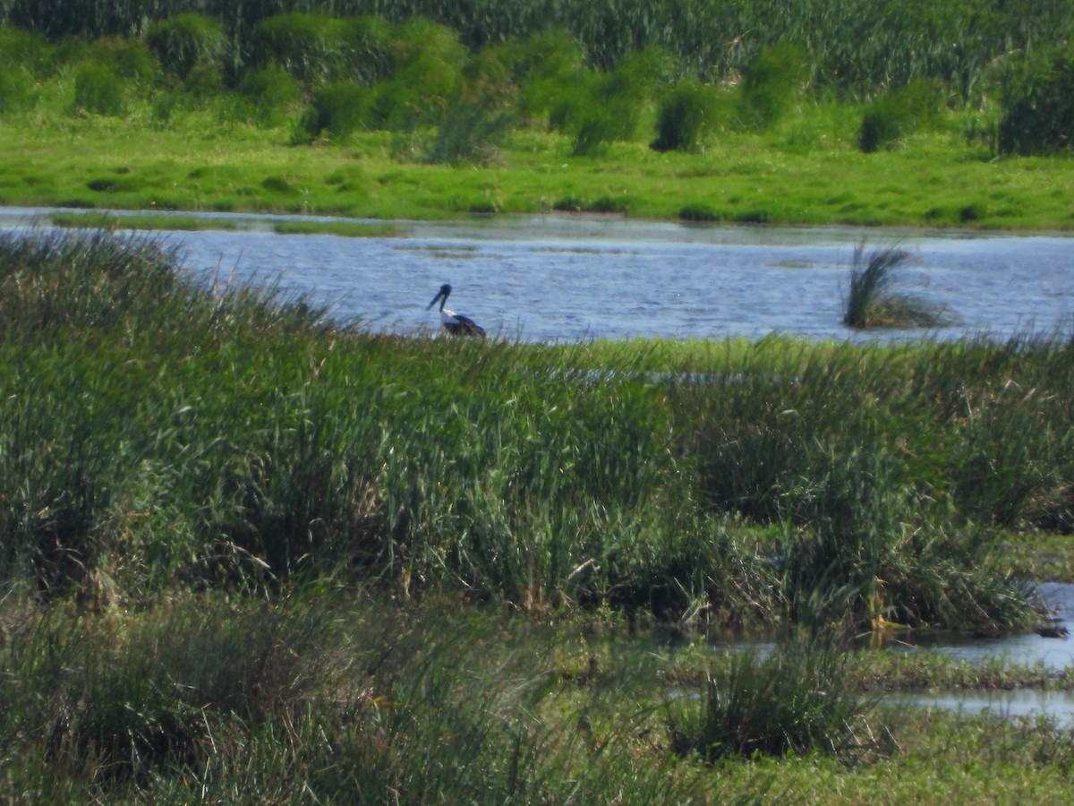 čáp černokrký - ML644637015