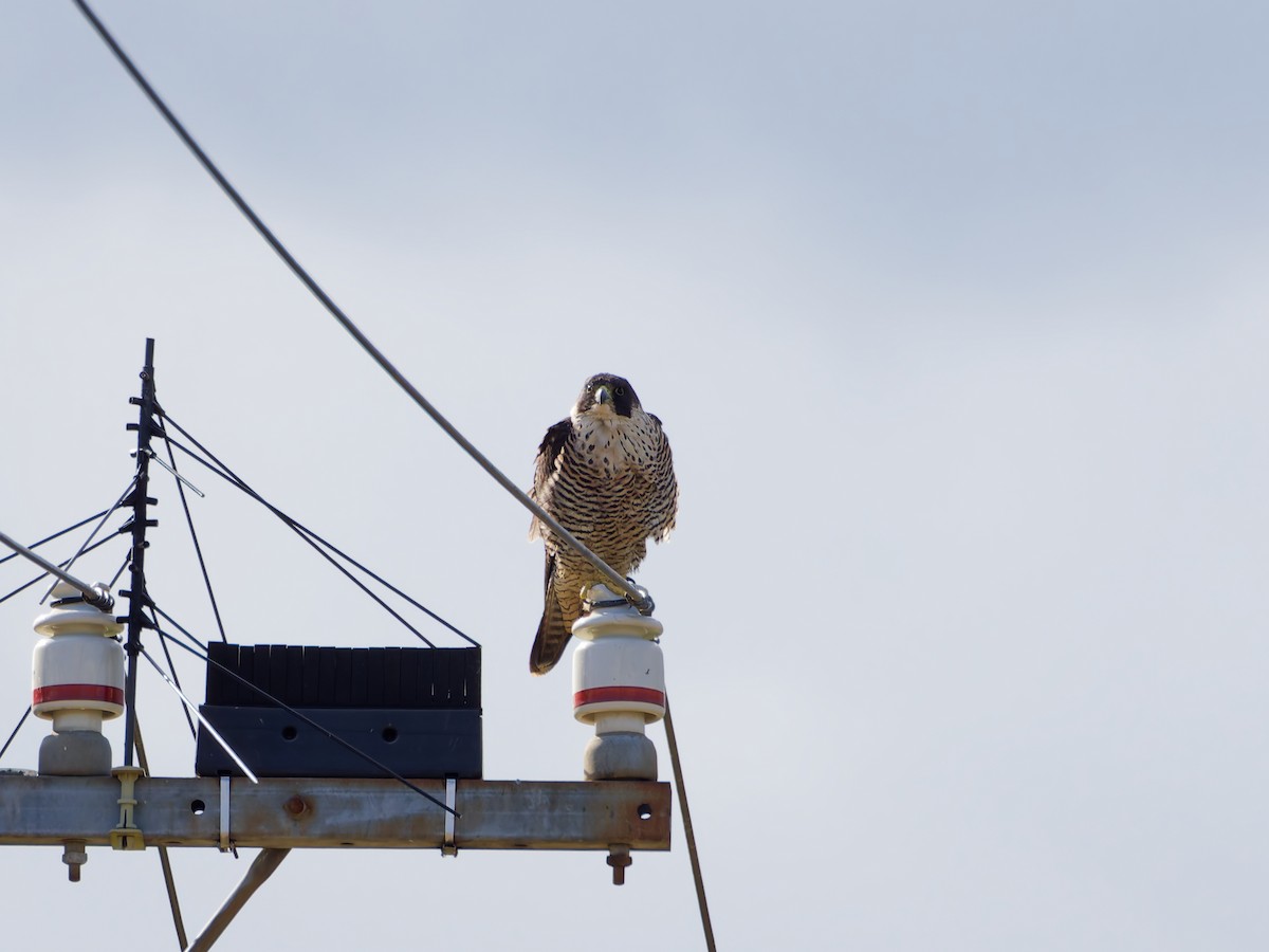 Peregrine Falcon - ML644637016