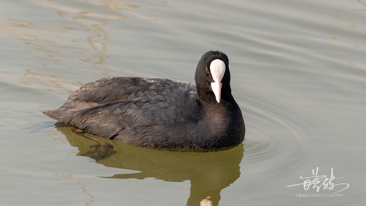 sothøne - ML644637017