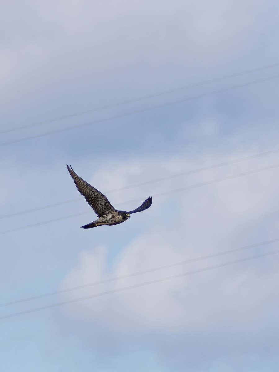 Peregrine Falcon - ML644637018