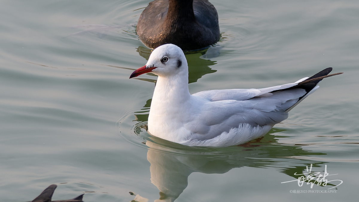 asiahettemåke - ML644637020