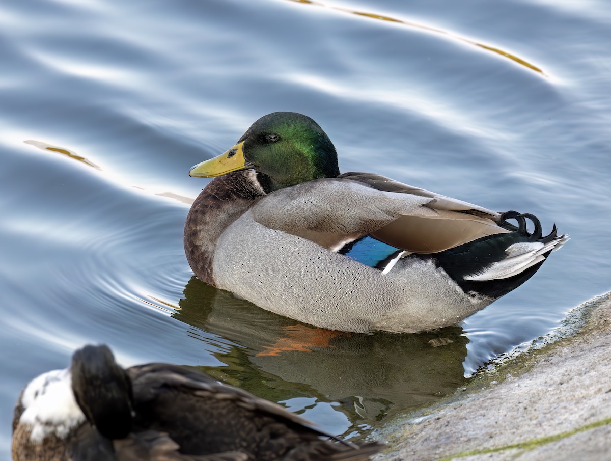 stokkand - ML644637022