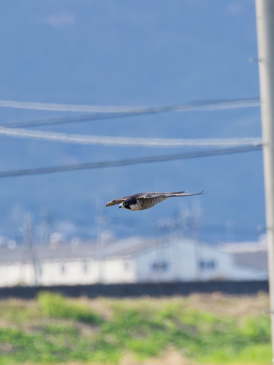 Peregrine Falcon - ML644637023