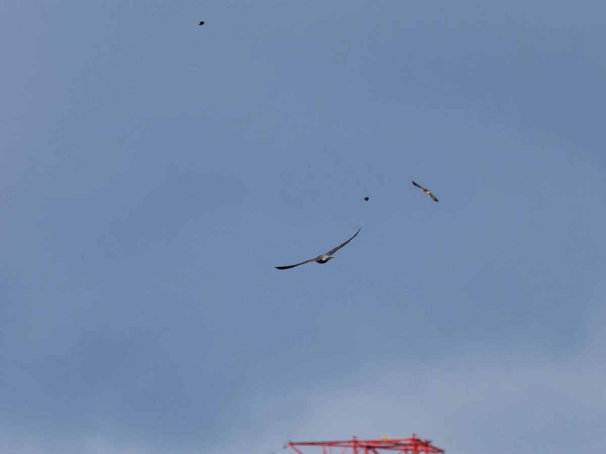 Peregrine Falcon - ML644637025