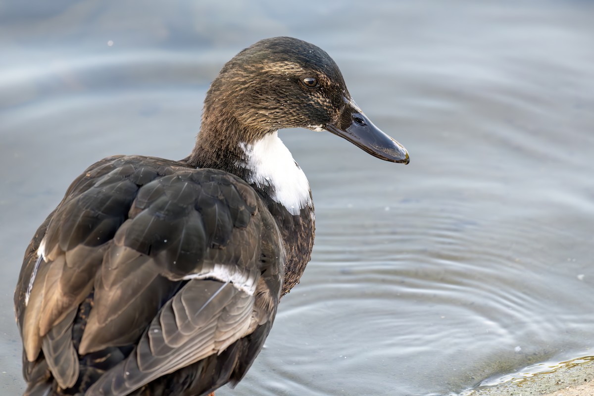 stokkand - ML644637026