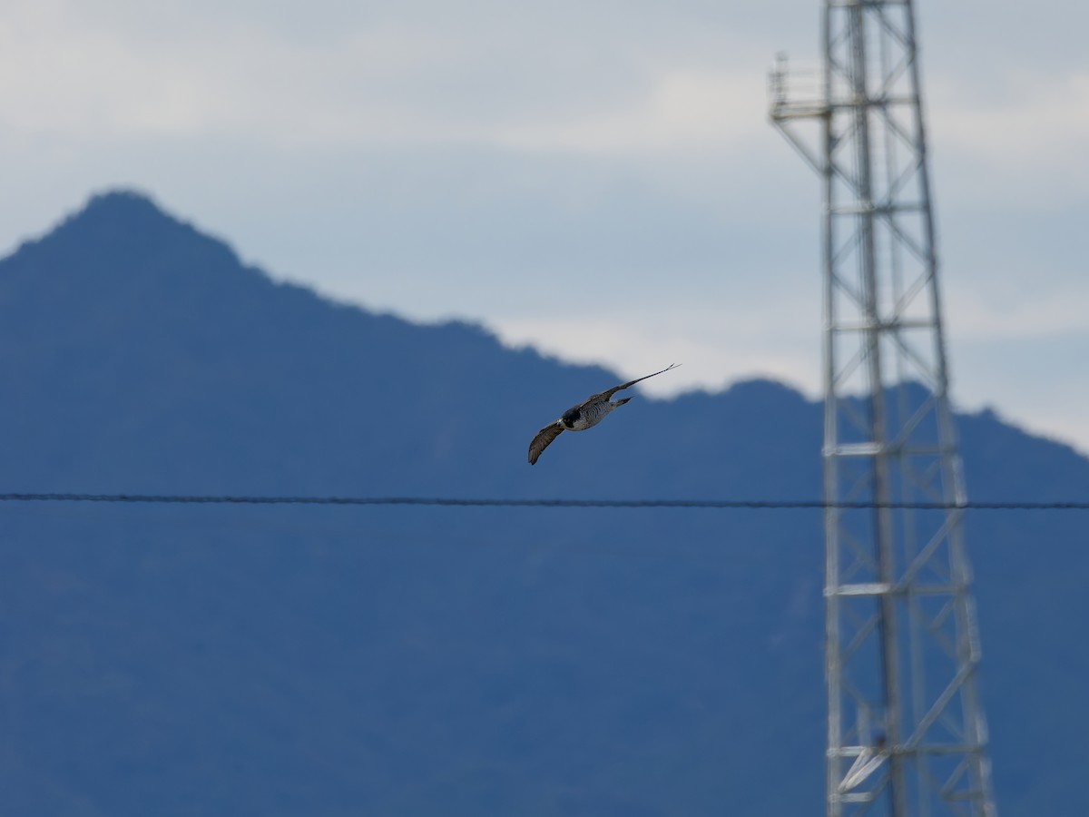 Peregrine Falcon - ML644637027