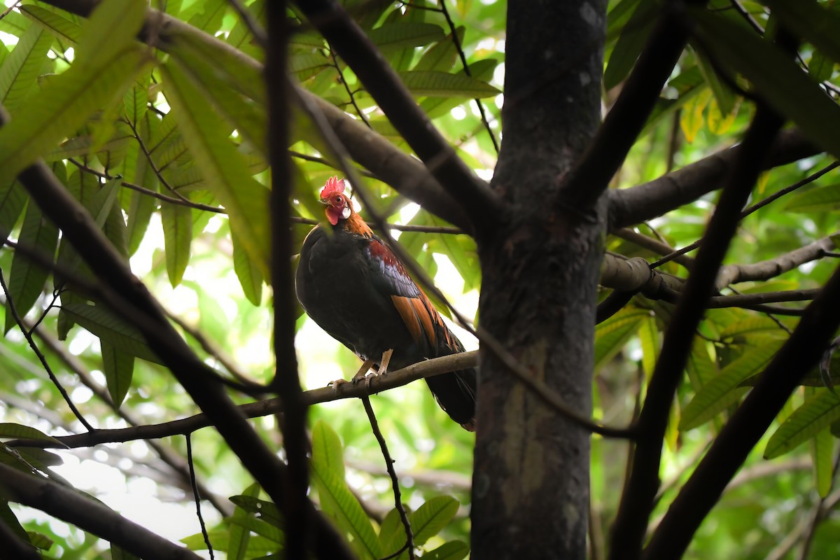 kur bankivský - ML644637029