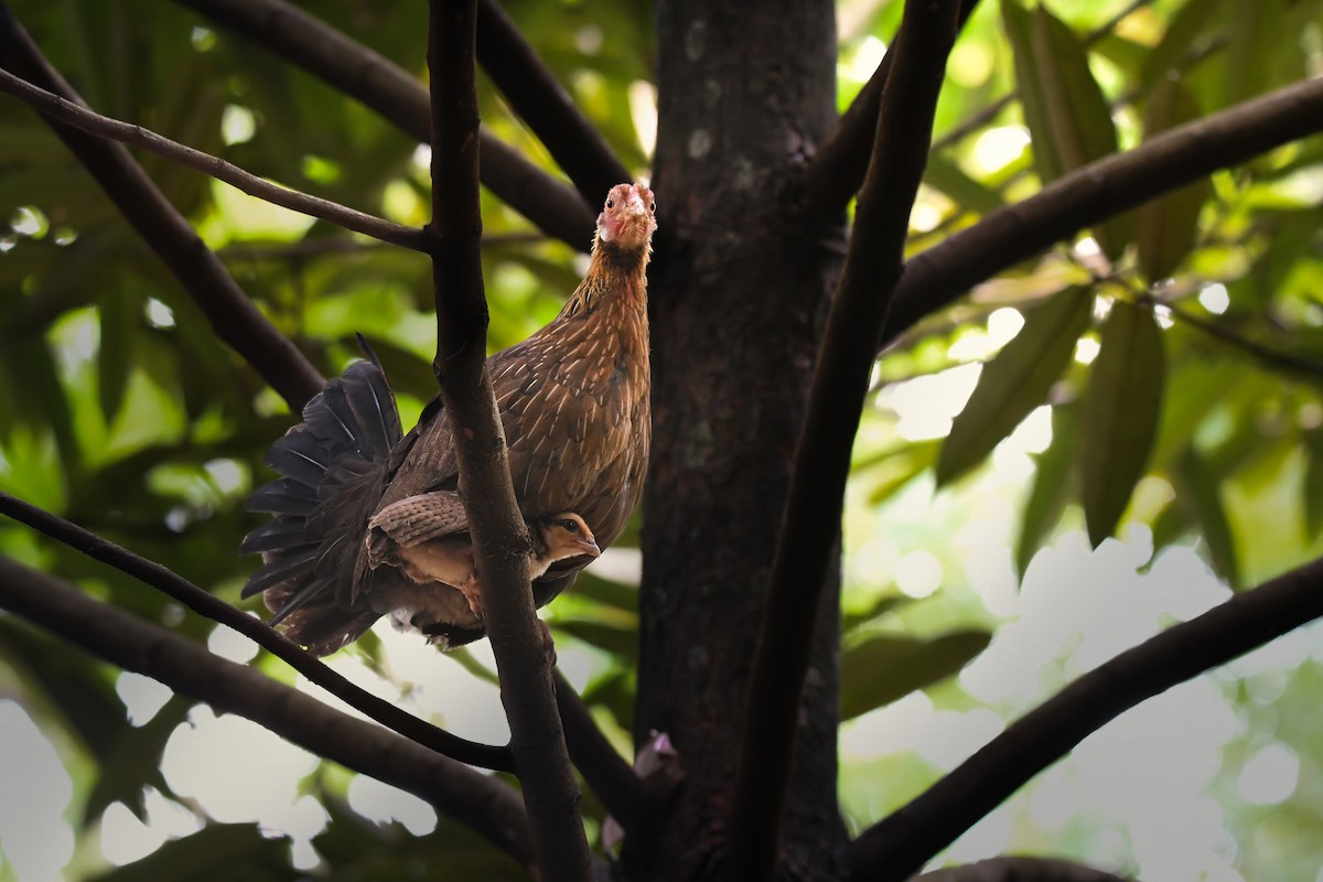 kur bankivský - ML644637030