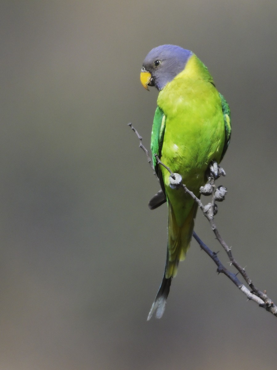 Папужець фіолетовоголовий - ML644637038