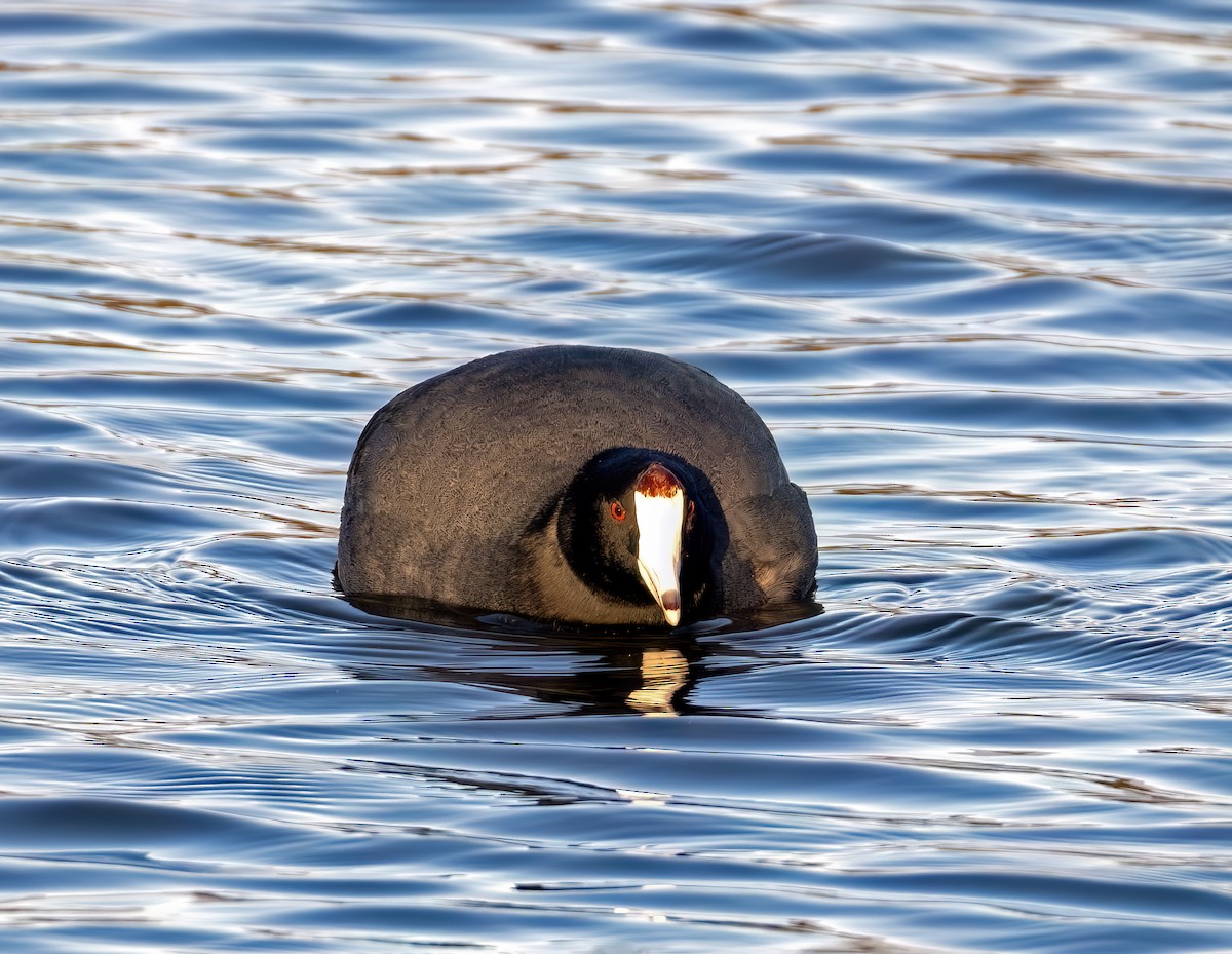 American Coot - ML644637043