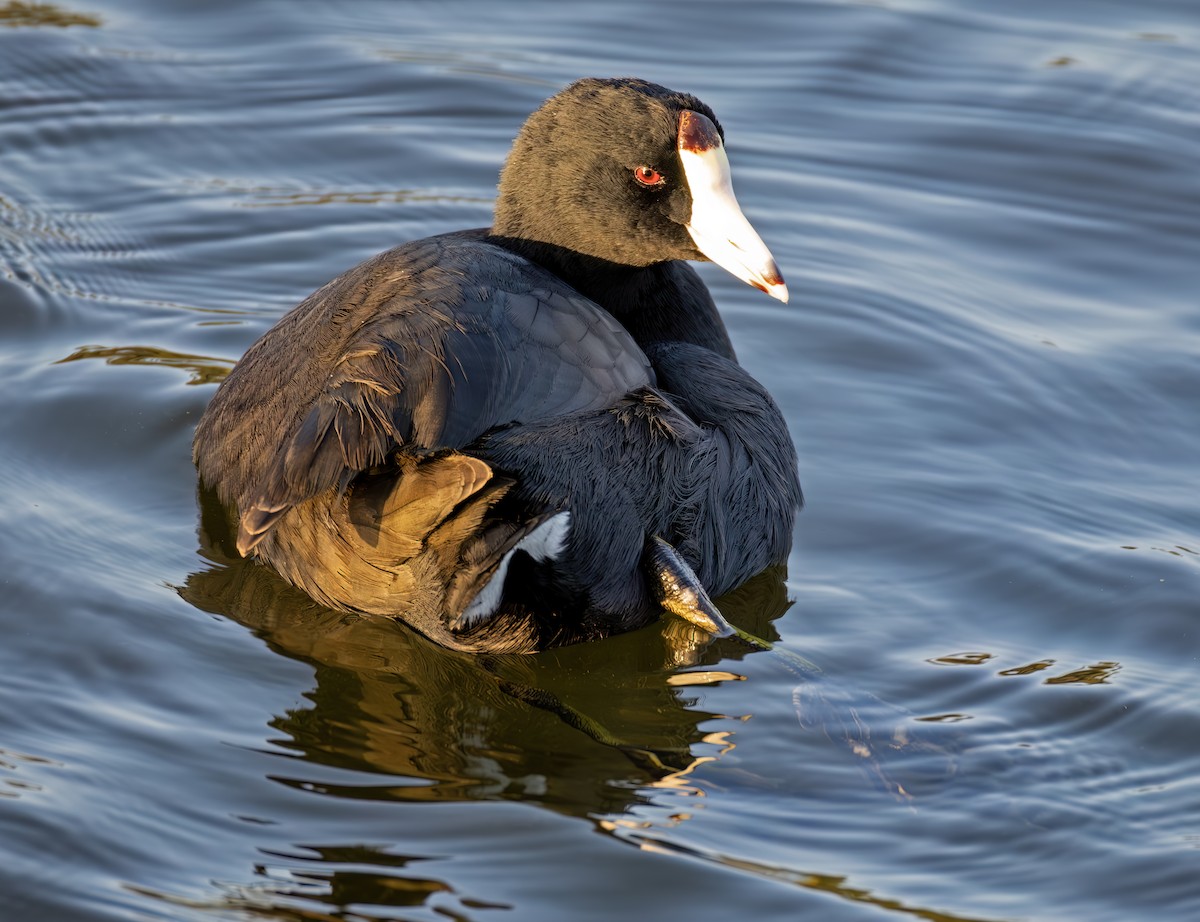American Coot - ML644637044