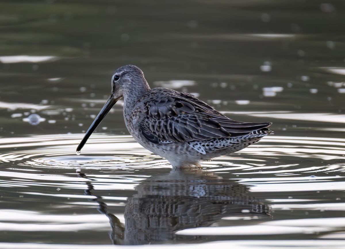 Bécassin à long bec - ML644637056