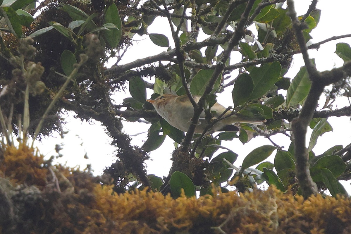 Pouillot ombré - ML644637057