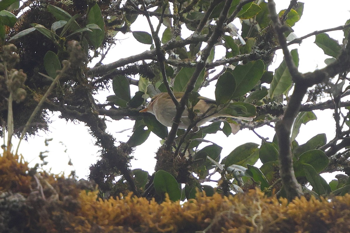 Pouillot ombré - ML644637058