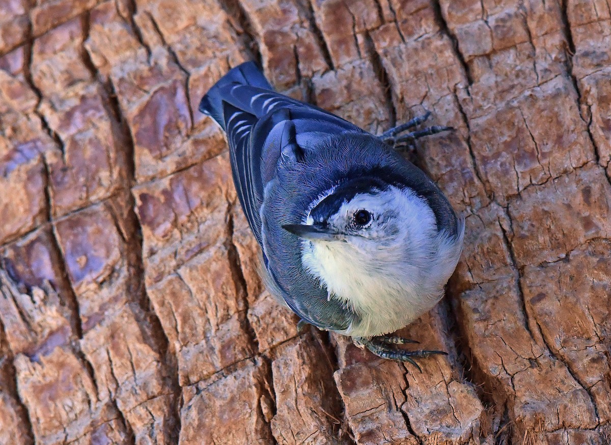 White-breasted Nuthatch - ML644637060