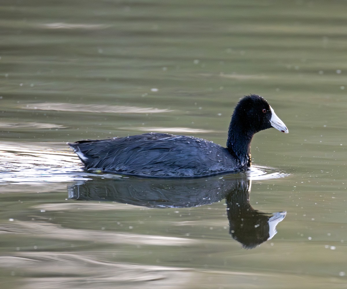 American Coot - ML644637065