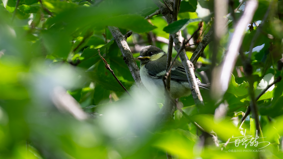 Asian Tit - ML644637070
