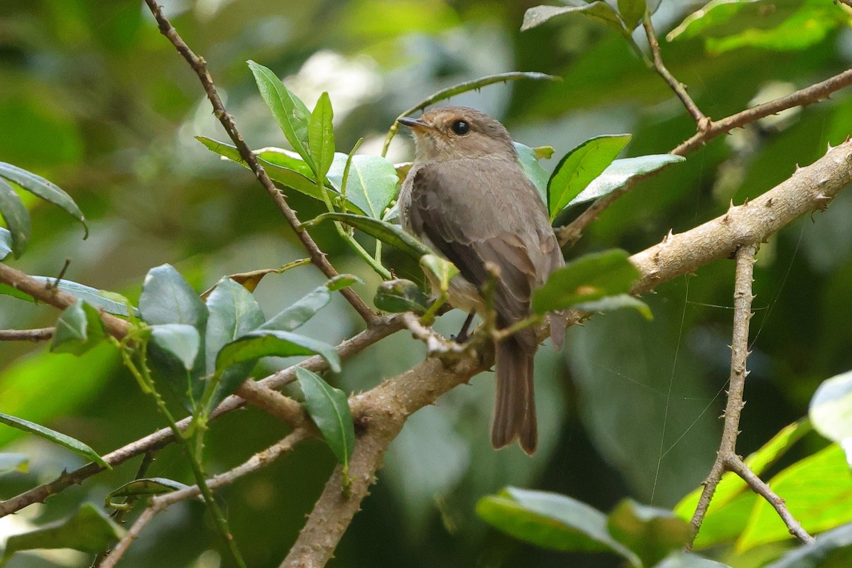 African Dusky Flycatcher - ML644637071