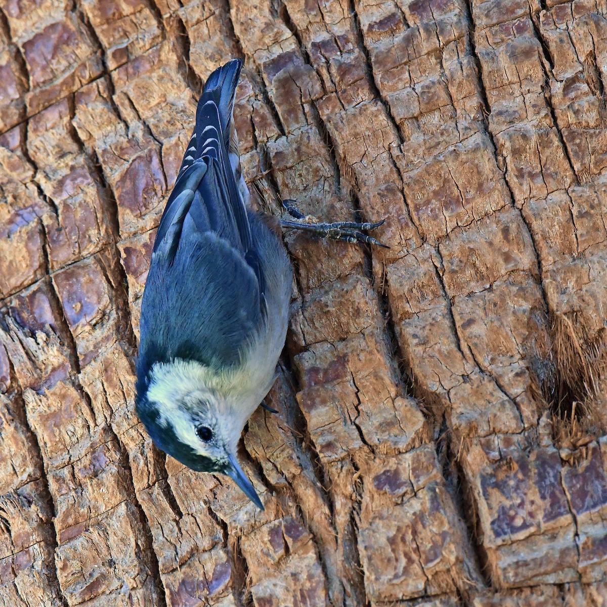 White-breasted Nuthatch - ML644637073