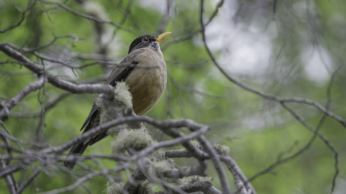 Austral Thrush (Falkland) - ML644637077