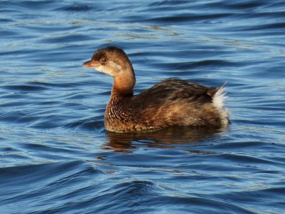 Bindentaucher - ML644637083